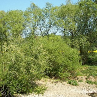 Common osier - full tree
