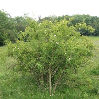 Dog rose - whole tree