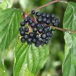 Dogwood - berries close up