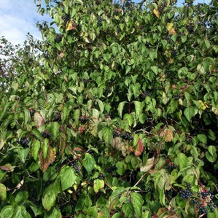 Dogwood - leaves and berries