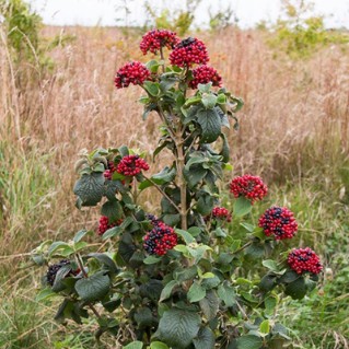 Wayfaring - young tree