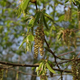 Hornbeam - catkins