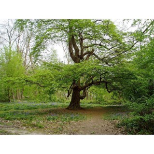Hornbeam - mature full tree