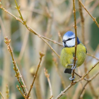 Wildlife tree pack - blue tit