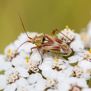 Wildlife tree pack - insect
