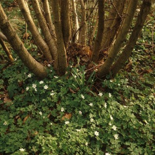 Working wood tree pack – coppiced tree