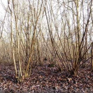 Working wood tree pack – hazel coppice