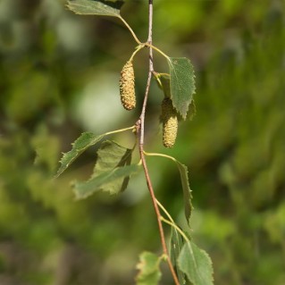 silver birch - catkins