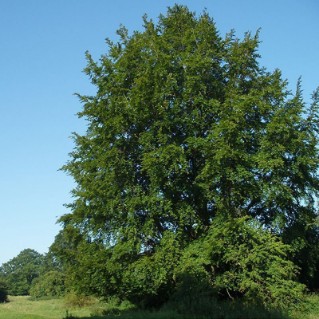 Beech - full tree green leaves
