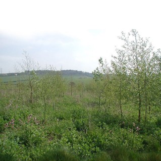 Copse tree pack – young trees