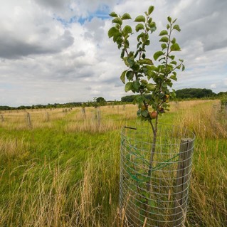 Crab apple young tree