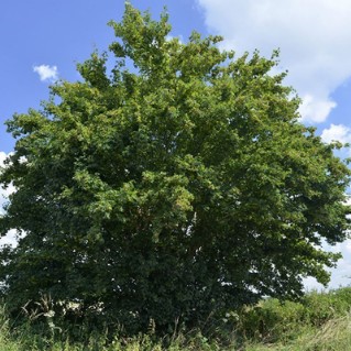 Field maple full tree green leaves