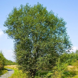 Goat Willow full tree