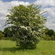 Hawthorn - whole tree