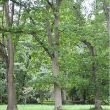 Sessile oak - full tree green leaves