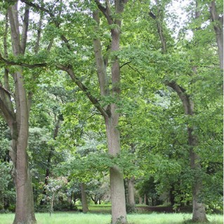 Sessile oak - full tree green leaves