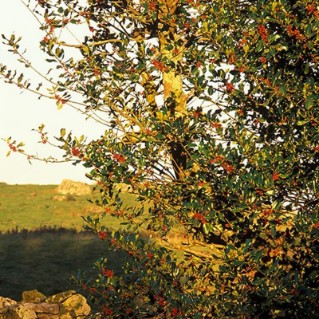 Scottish mix – Holly