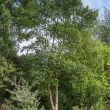 Wild wood – silver birch in wood