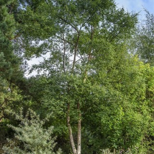 Wild wood – silver birch in wood