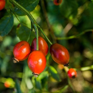 Wild Harvest - dog rose