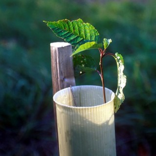 Tubes and stakes - sapling in tube