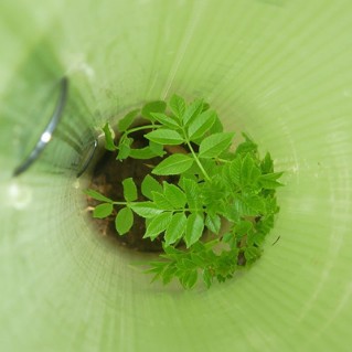 Tubes and stakes - sapling in tube2