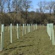 Tubes and stakes - planting
