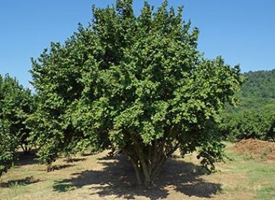 View all items in this category Picture for category Small trees