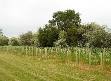 View all items in this category Picture for category Landowner Trees