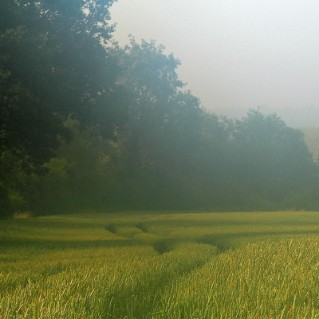 Shelterbelt surrounding field of corn