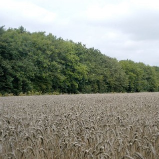 Shelterbelt surrounding field of corn