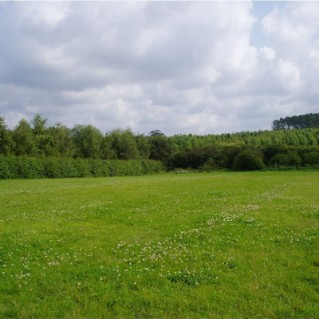 Shelterbelt surrounding field