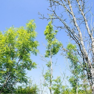 Targeting tree disease pack - Ash dying and alive