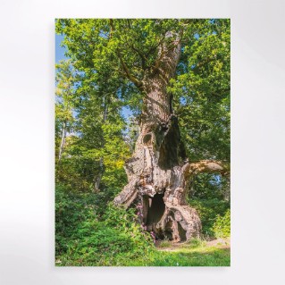 Homes for wildlife virtual gift certificate cover