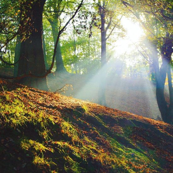 Sun shining through wooded glade