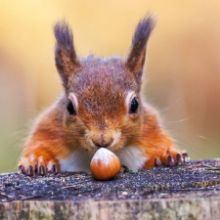 Dedicate a tree or woodland for a birthday Birthday Dedication