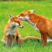 Dedicate a tree or woodland for an anniversary Anniversary dedication