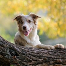 Dedicate a tree or woodland for a pet Pet dedication