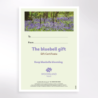 Picture of Keep bluebells blooming
