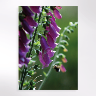 Picture of It's a bug's life