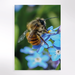 Picture of Trees for bees