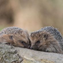 2 hedgehogs 2 hedgehogs