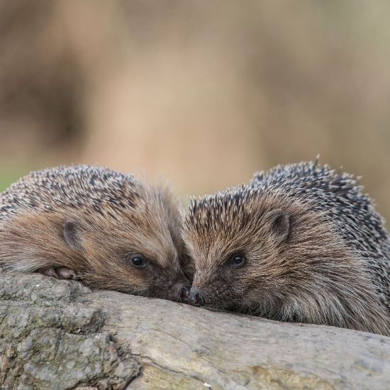 2 hedgehogs