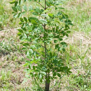 Targeting tree disease pack - young ash