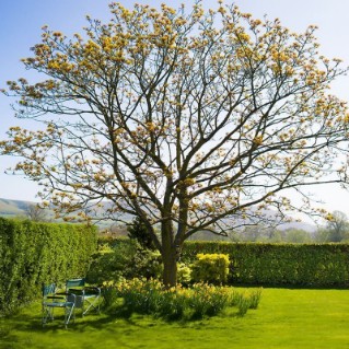 Field Maple in a garden