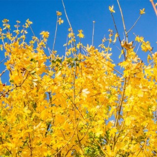 Field Maple Golden Leaves