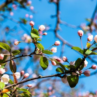 Crab Apple