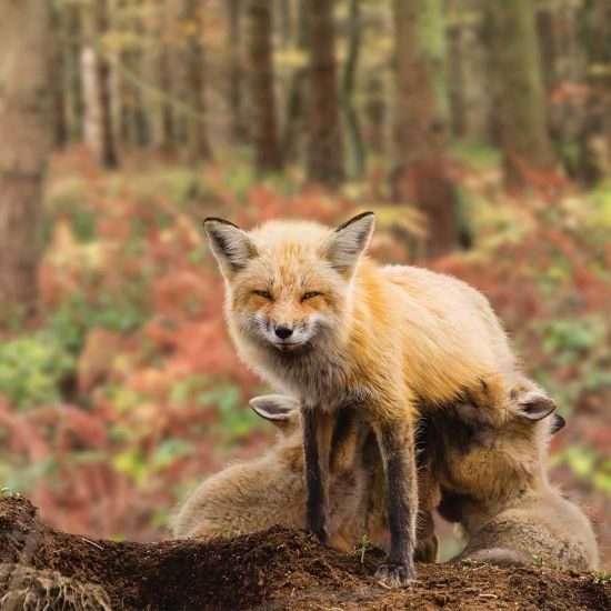 Vixen and fox cubs