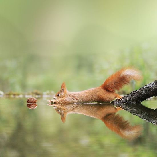 Red squirrel reaching for a nut