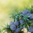 Ripe Juniper berries
